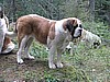Maggie